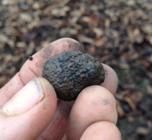 French Black Truffle from Oregon