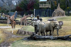Elephants Photo: The Dallas Zoo